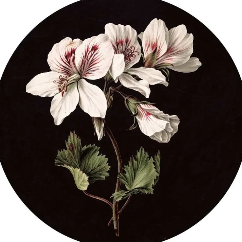 Witte bloemen behangcirkel SC-071 ø142,5cm
